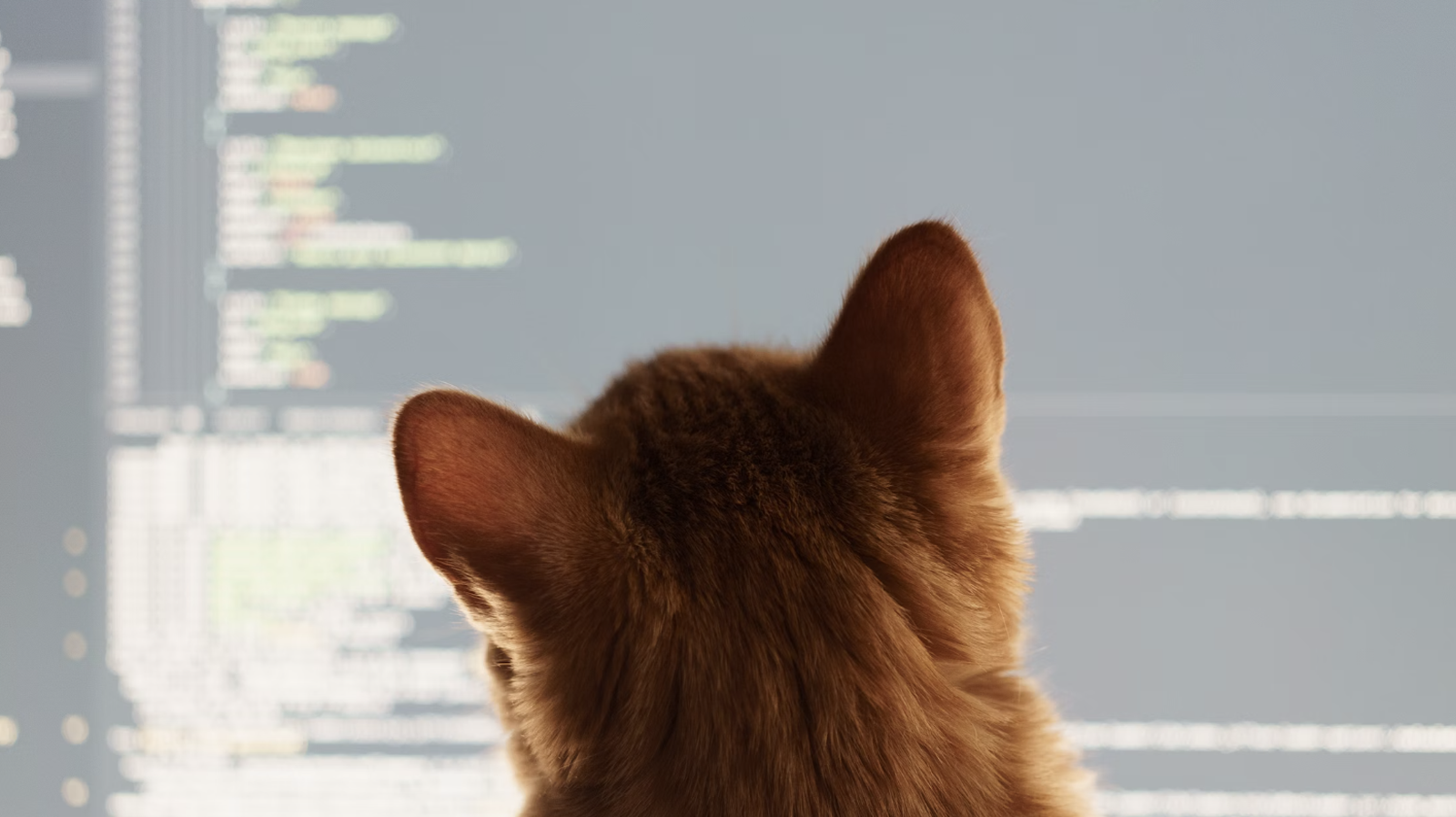 Best Techy Pet Products - Cat looking at computer screen, code