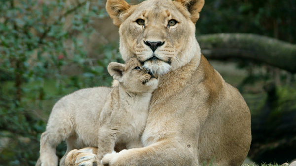 Mothers Day gift ideas