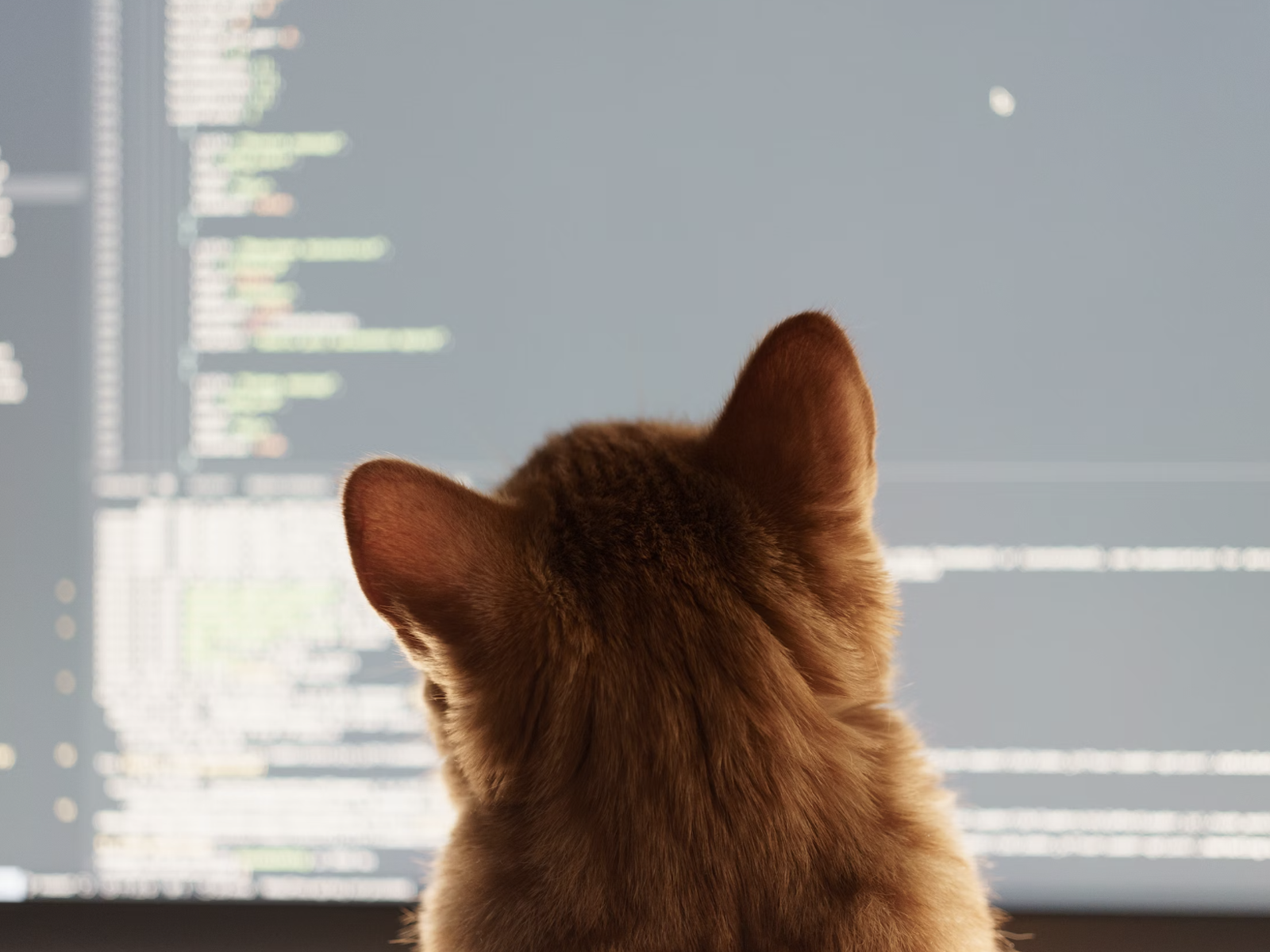 Best Techy Pet Products - Cat looking at computer screen, code